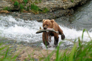 Katera hitrost vodi rjavi medved?